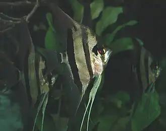 Acará-bandeira (Pterophyllum scalare)