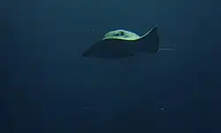 vista frontal de uma raia nadando, com uma ponta de nadadeira levantada