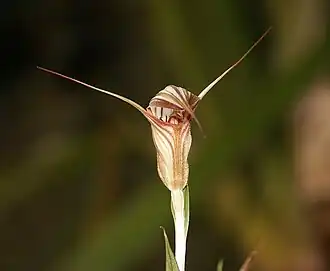 Pterostylis coccina
