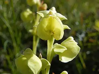 Pterygodium catholicum