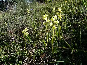 Pterygodium catholicum