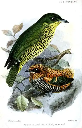 Laniisoma elegans buckleyi segundo ilustração de John Gerrard Keulemans para o Proceedings of the Zoological Society of London, 1880