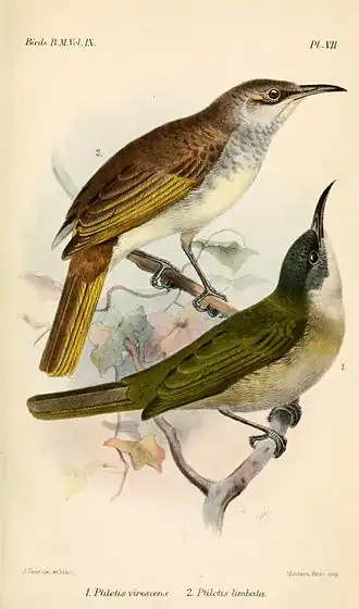 Lichmera lombokia (abaixo) Ilustração de Joseph Smit, 1884