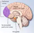 Visão medial do hemisfério cerebral direito mostrando a localização do córtex pré-frontal na parte frontal do cérebro, especificamente o córtex pré-frontal medial e ventromedial.