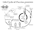 Ciclo de vida de Puccina graminis