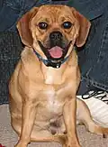 Puggle, um cruzamento entre pug com beagle.