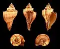 Cinco vistas da concha de V. cochlidium; espécime das Filipinas.