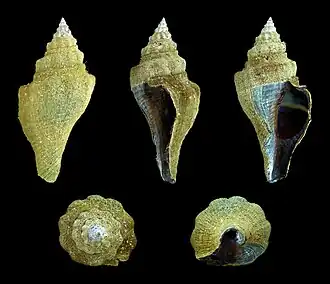 Cinco vistas de P. morio (Linnaeus, 1758), espécime de Nouadhibou, Mauritânia (África Ocidental), mostrando seu perióstraco.