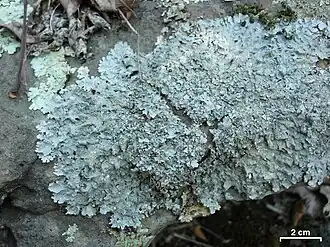 Em Arkansas, Estados Unidos