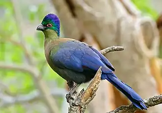 Turaco-de-crista-violeta, Gallirex porphyreolophus