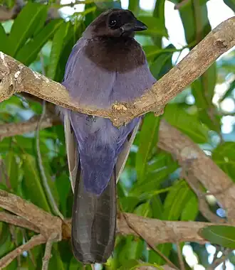 Gralha-do-pantanal em Pantanal, Poconé, Estado de Mato Grosso, Brasil