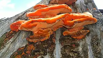 P.sanguineus - Pretória, Gauteng, África do Sul