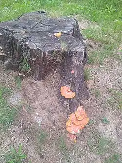 P. sanguineus - Rio Grande, RS, Brasil.