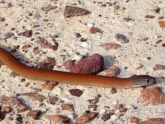 Lagarto de pés escamosos