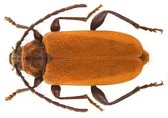Pyrrhidium sanguineum