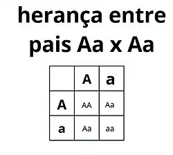 Quadro de herança entre dois pais Heterozigotos (Aa x Aa)