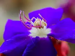 visão detalhada da flor de uma quaresmeira roxa