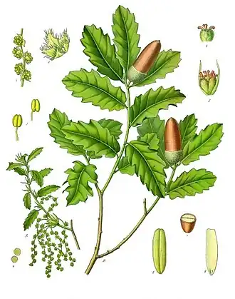Quercus lusitanica Lam.