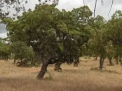 Sobreiro no Alentejo