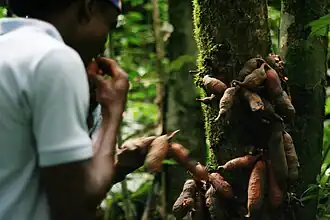 Produtos floresteiros não lenhosos