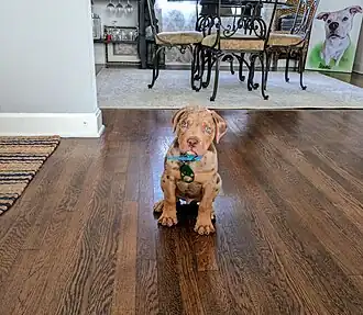 Um macho de 11 semanas de idade