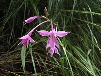 Radinosiphon leptostachya