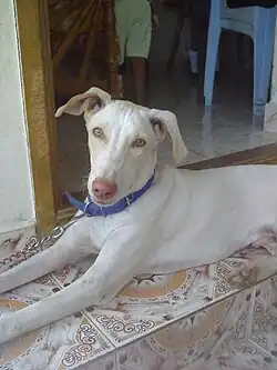 Cão da raça indiana Rajapalayam, compartilha similaridade física com a raça brasileira