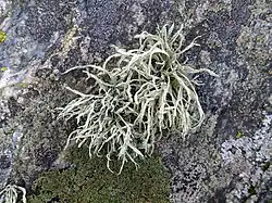 Ramalina farinacea&nbsp;[en]