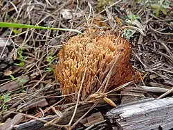Ramaria flavescens