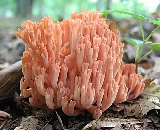 Ramaria sp.