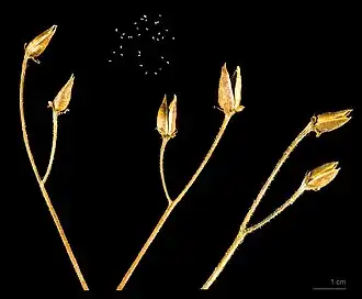 Ramonda myconi cujos frutos são cápsulas secas deiscente.