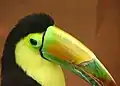 Tucano-de-bico-arco-íris (Ramphastos sulfuratus)