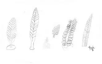 Exemplos de Rangeomorpha.