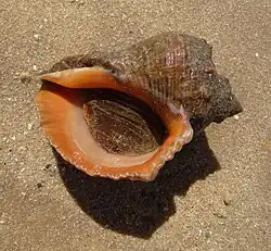 Opérculo córneo no gastrópode Rapana venosa (Valenciennes, 1846)[6], cobrindo toda sua abertura durante a maré baixa.