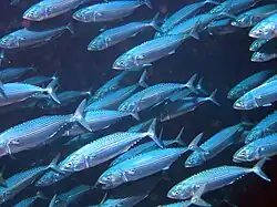 Rastrelliger kanagurta