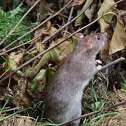 A ratazana (Rattus norvegicus) pode ter contribuído para a extinção de O. antillarum.