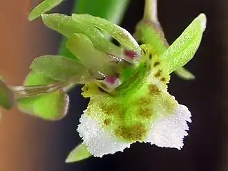 Rauhiella brasiliensis