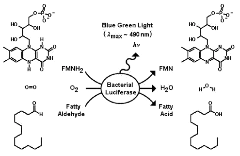 A luminescência bacteriana é frequentemente contínua uma vez que ela utiliza oxigênio e luciferase para oxidar dois substratos, a flavina mononucleotídeo (FMNH2) e aldeído alifático de cadeia longa (RCHO)