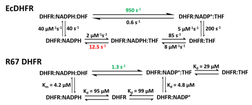 Diferença na estrutura da ligação do substrato em EcDHFR e DHFR R67.