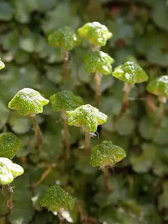 Reboulia hemisphaerica
