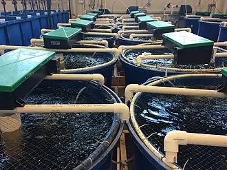 Recirculating aquaculture systems at the Virginia Tech Department of Food Science and Technology
