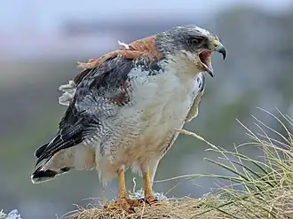 Fêmea nas ilhas Malvinas