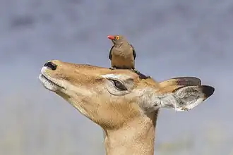 Empoleirado em uma ovelha impala