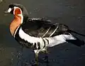 Branta ruficollis