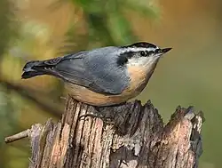 Trepadeira-azul-do-canadá (S. canadensis)