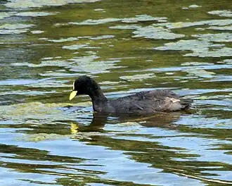 Fulica armillata na Reserva Ecológica de Buenos Aires, na Argentina