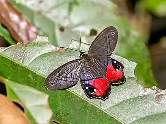 P. helvina pousada, na Costa Rica.