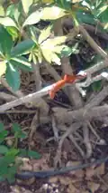 Anolis sagrei, encontrado em Ft. Lauderdale, Flórida