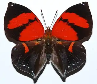 Vista superior do Anaeini da espécie Siderone galanthis, distribuída do México à região sul do Brasil e no Caribe.[1] Existem apenas duas espécies conhecidas deste gênero: S. syntyche e S. galanthis. Ambas são negras na parte de cima, com marcas em vermelho-brilhante. A faixa vermelha externa, superior, está faltando em syntyche, que também tem uma área vermelha menor na base de suas asas.[2][3]