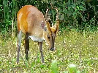 Muntíaco-comum (Muntiacus muntjak) macho adulto